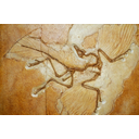 Archaeopteryx: un altro fossile