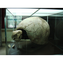 Scheletro di Glyptodonte nel Museo di Storia Naturale di Milano