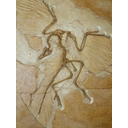 Archaeopteryx: un fossile