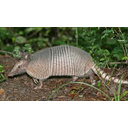 Armadillo