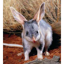 Bilby