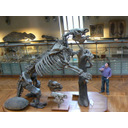 Scheletro di Megatherium