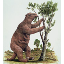Ricostruzione del Megatherium