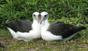 Albatros di Laysan