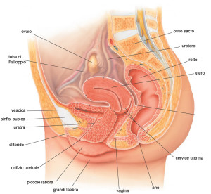 Apparato riproduttore femminle