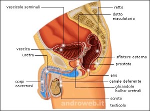 Apparato riproduttore maschile