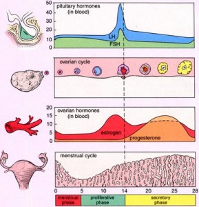 Ciclo mestruale