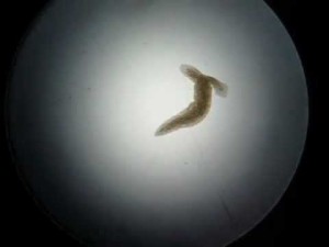 Planaria