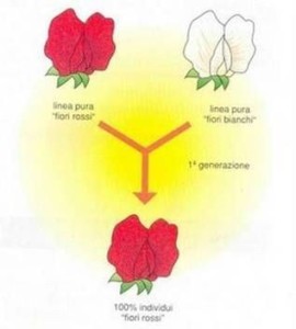 Prima legge di Mendel