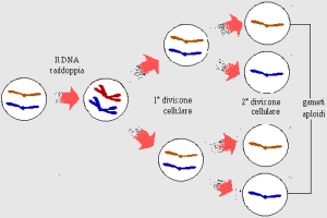 Studi sui cromosomi