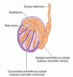 Tubuli seminiferi