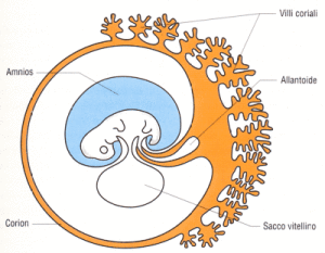 Placenta