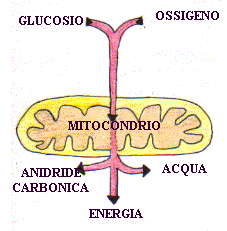 Respirazione cellulare