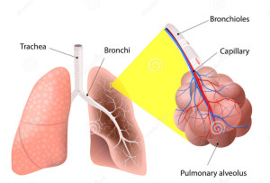 Struttura dei polmoni