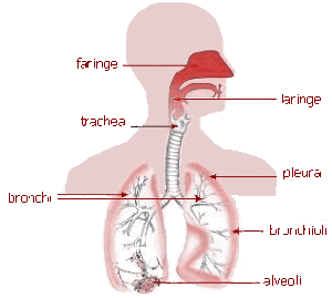 Vie respiratorie